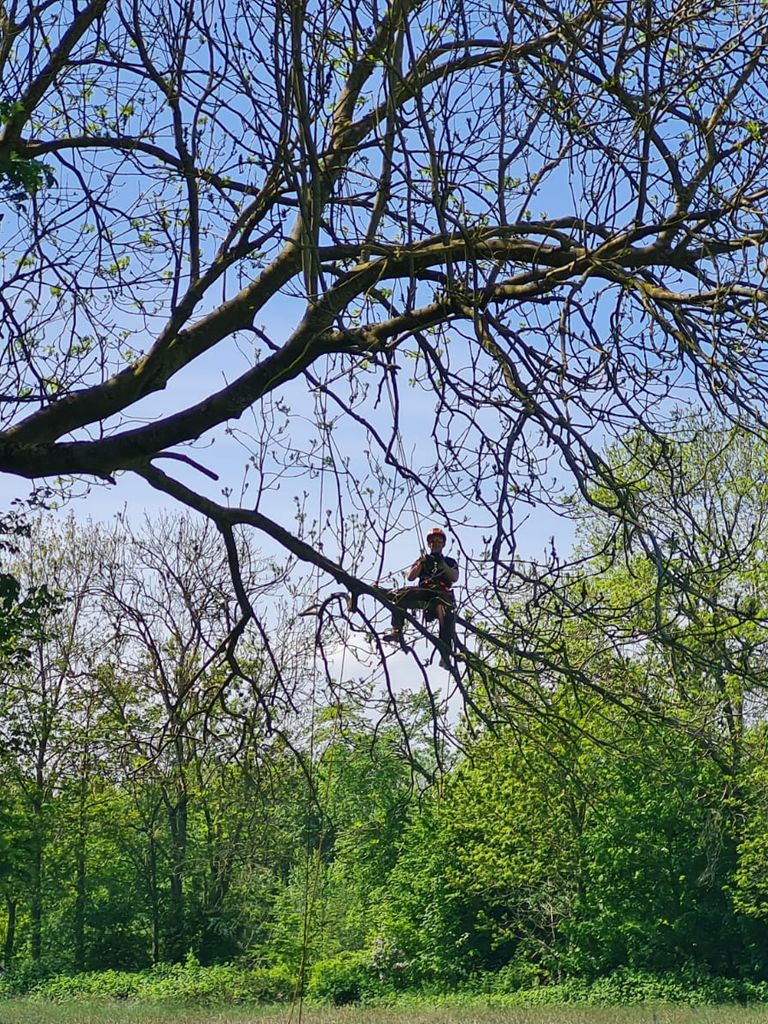 Gehölze im Wald